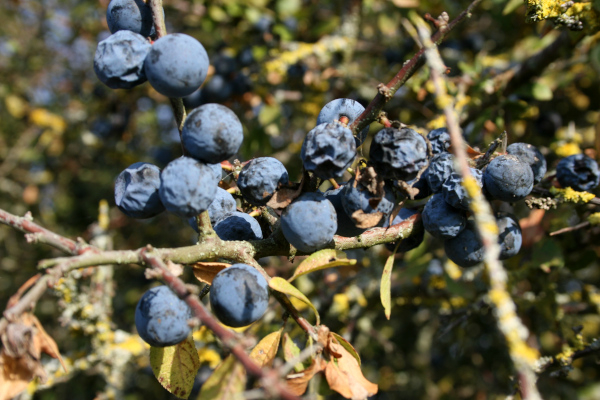 Baies du Prunellier commun (Prunus spinosa) &copy; Nicolas Macaire / LPO